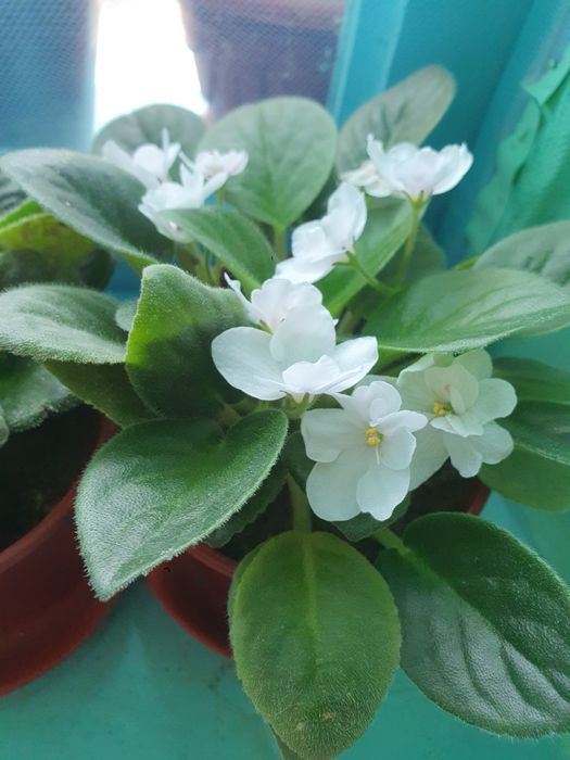 Продам фиалки на выбор