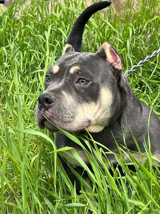 Булли щеночки разного окраса