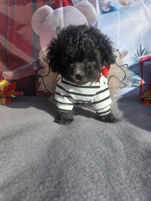 Пудел той /сребърни момичета / с родословие