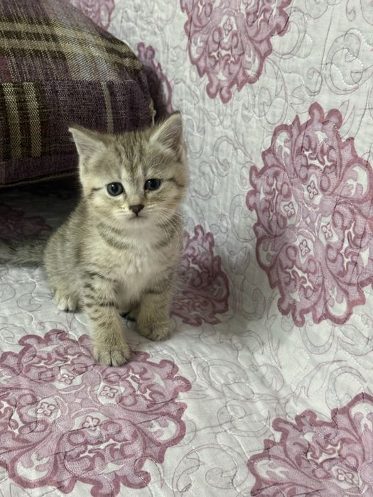 Раздаю котят бесплатно
