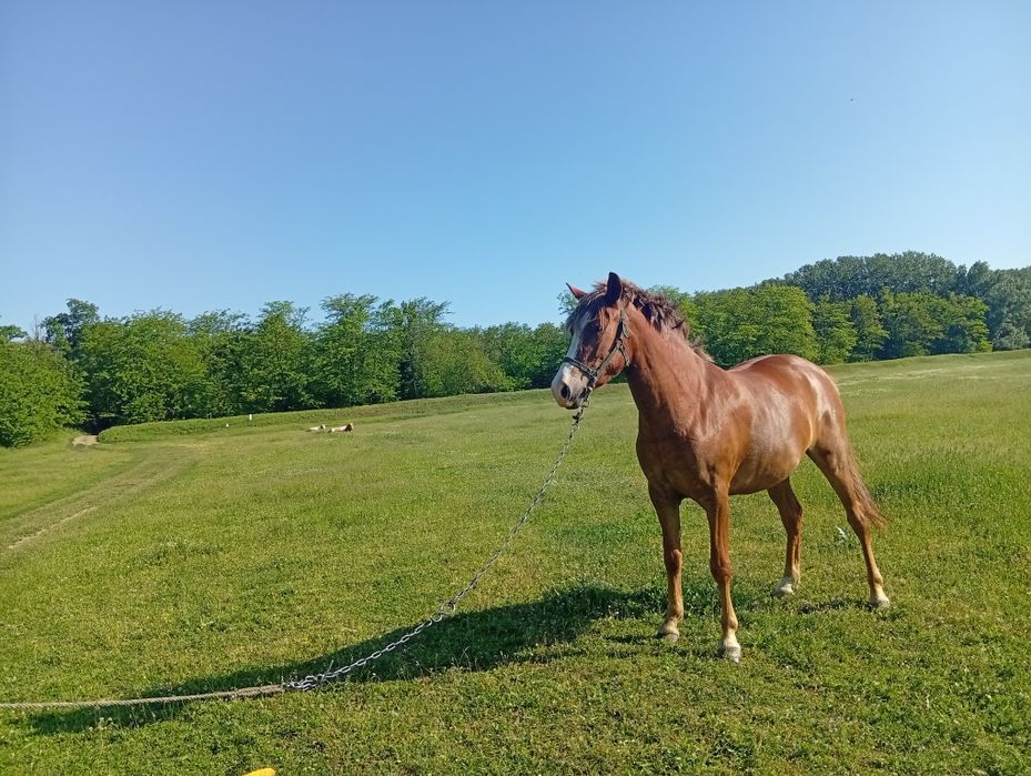Vând iapă 4ani Nr de telefon 0746336292