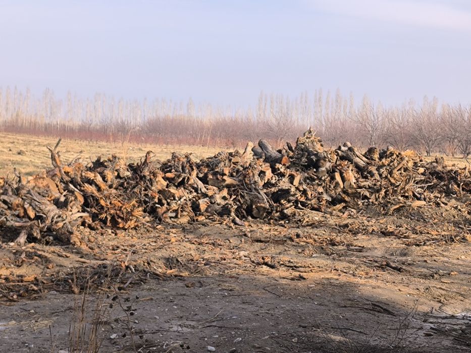 Олма гилос урик Шох ғула томир бор сотилади