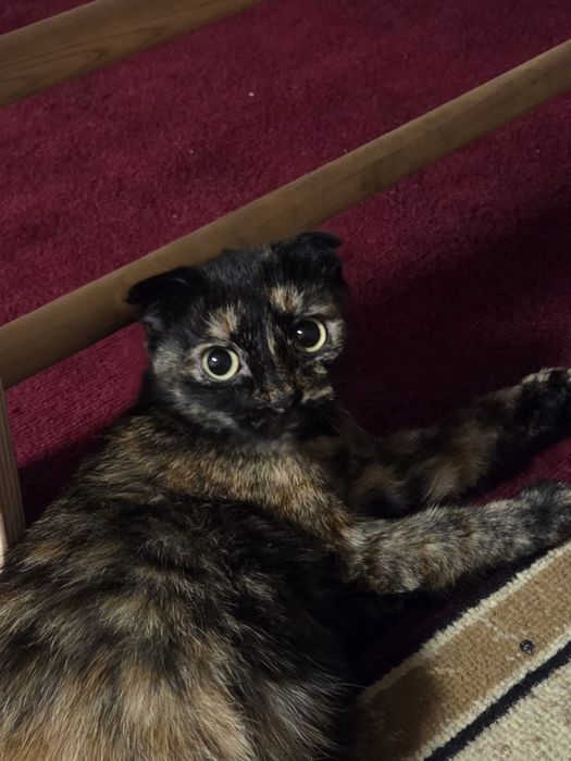 Ищем дом кошечке