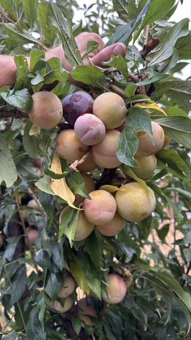 Prune pentru țuică si consum