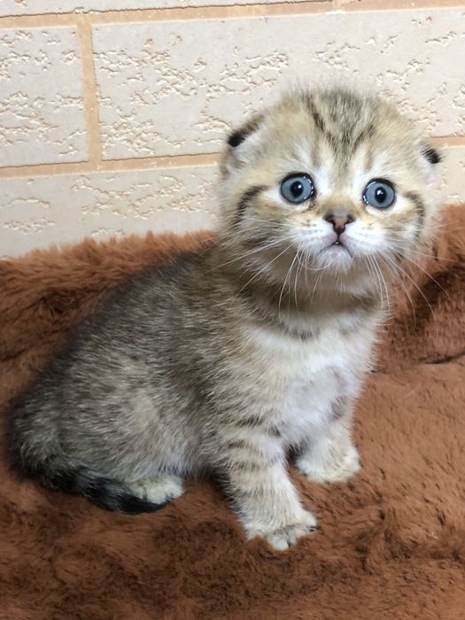Скоттиш фолд! Девочка!