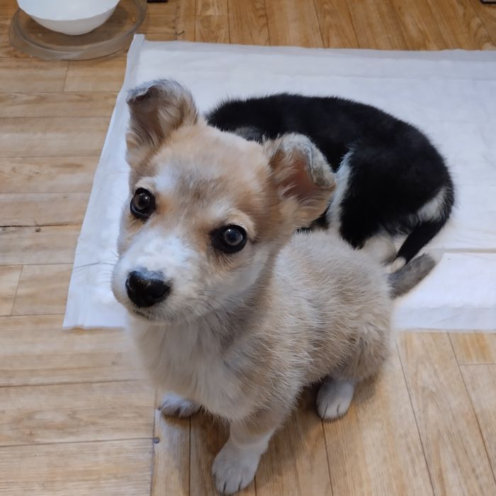 Отдам в добрые руки