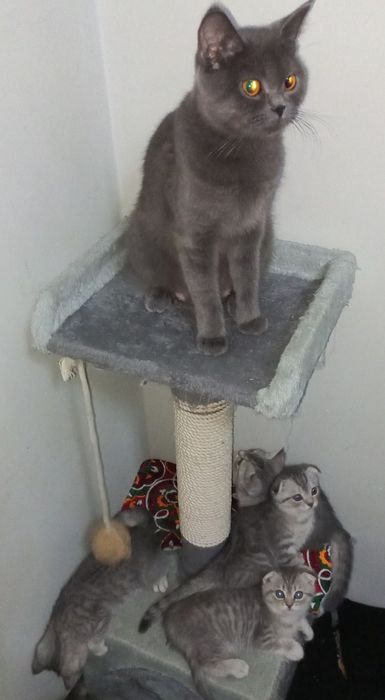 Britanskiy strayd 100$ sotiladi