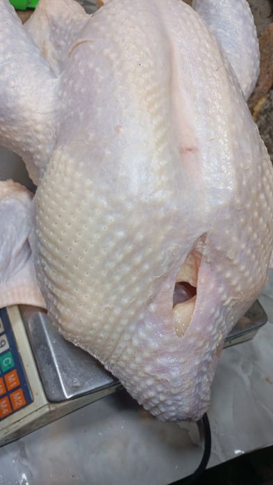 Продаю домашнию Индейку