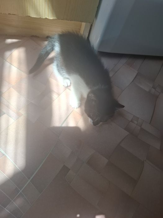 Котята в добрые заботоивые руки