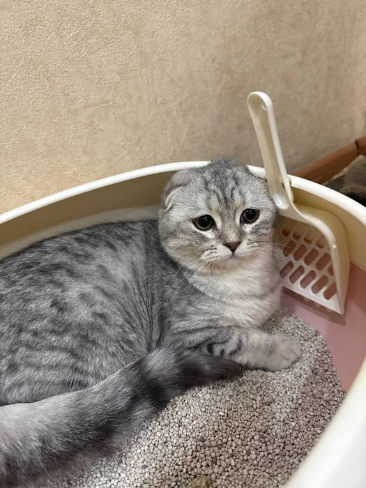 Продается кошка девочка