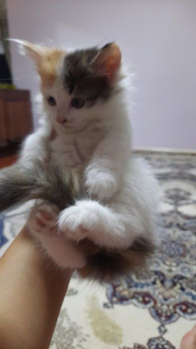 Бесплатно котята игривые