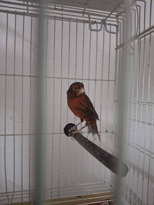 Canari  diferite  culori