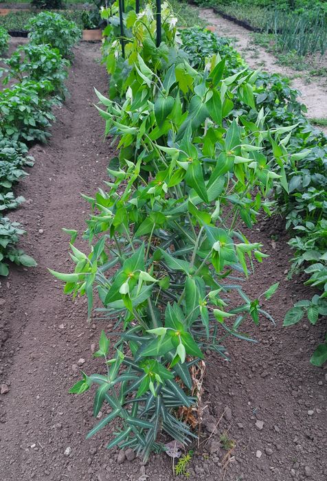 Planta anticartita,  Euphorbia  Lathyris. 10 bucăți