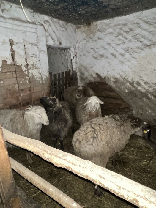Продается бараны