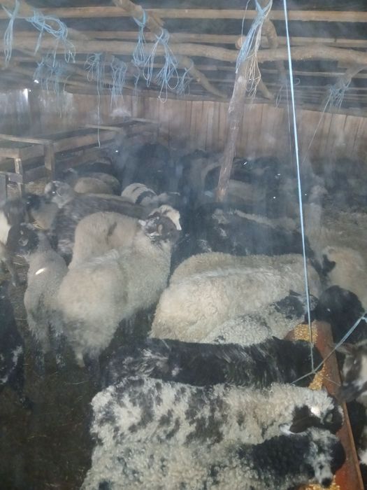 Vând miei 50 de bucati