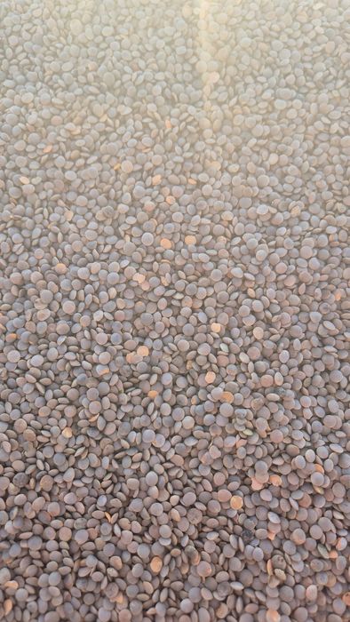 Чечевица красная на семена