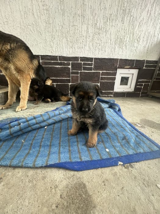 Продается немецкая овчарка(щенки сучки)