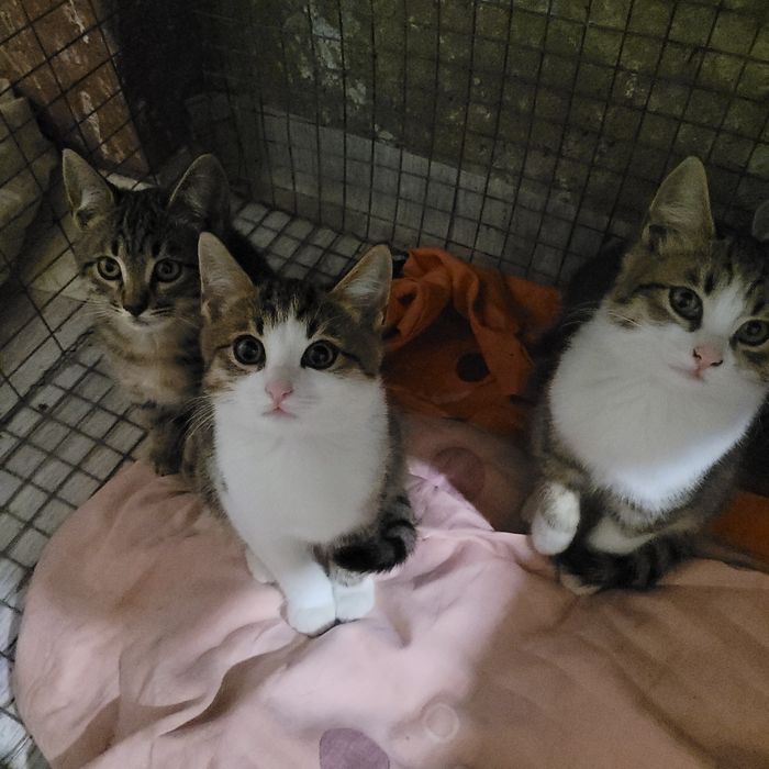 Котята в добрые руки
