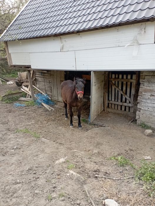 Vând o iapă cu mânză și un mânz