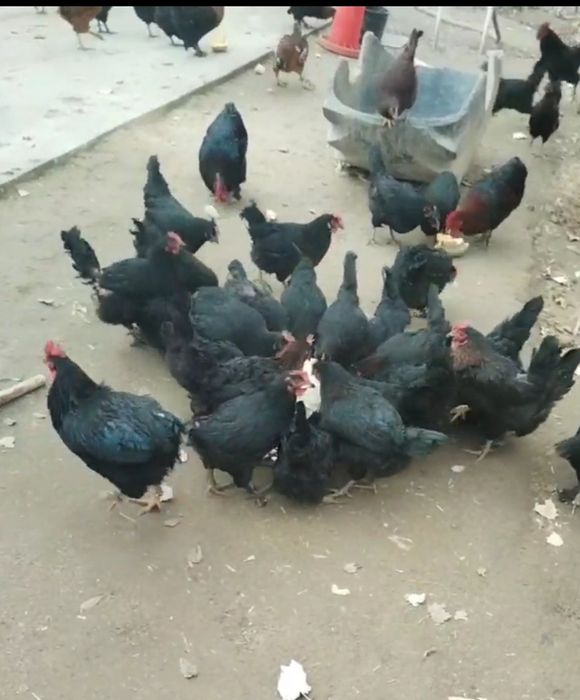 Andijon qora tovuq tuxumlari