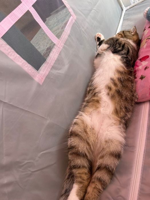 Отдам кота в добрые руки
