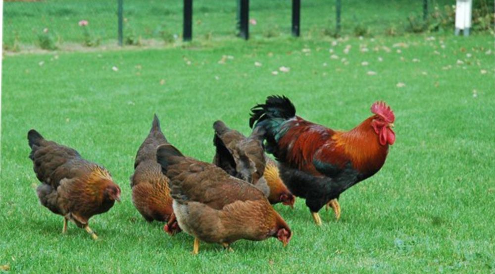 Хлорелла для птицеводство