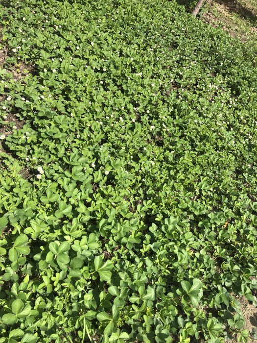 Рассада клубники домашняя