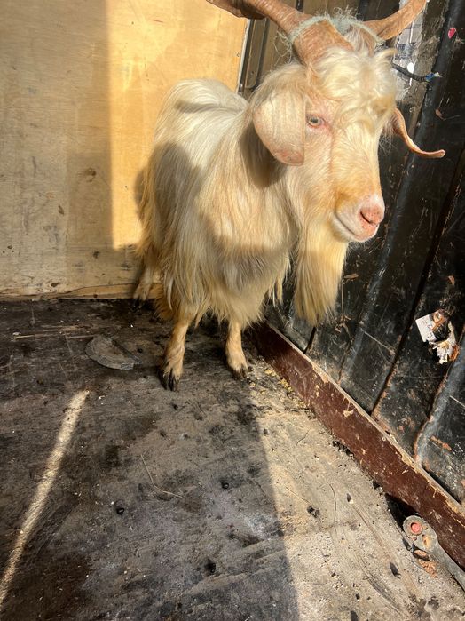 Vând țap de anul ăsta sau schimb cu animale sau cereale