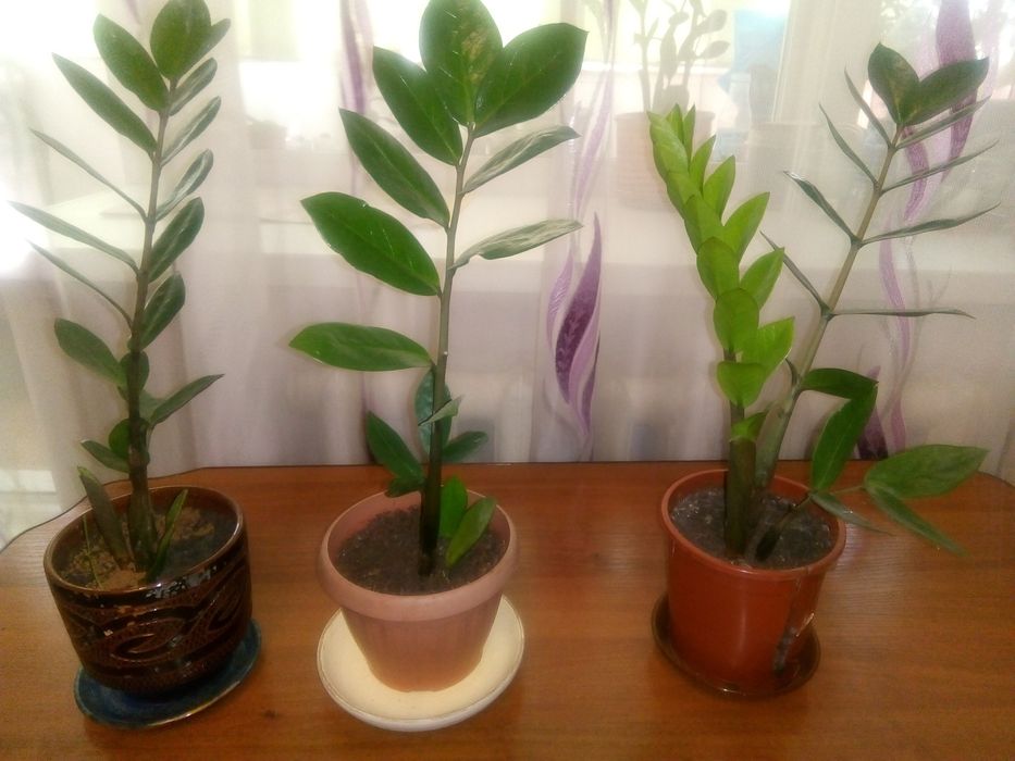 Фиалки цветущие 2000тг