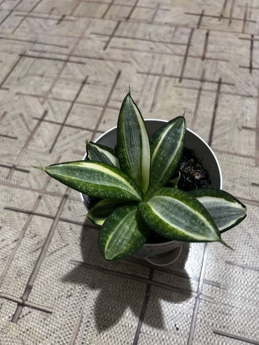 Продам комнатные цветы