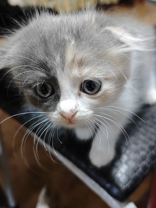Отдам в добрые руки котят