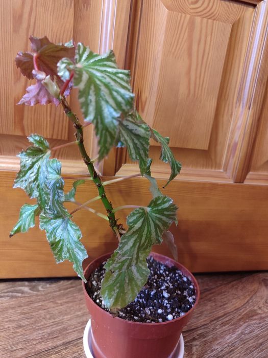 Бегонии разные Кейн