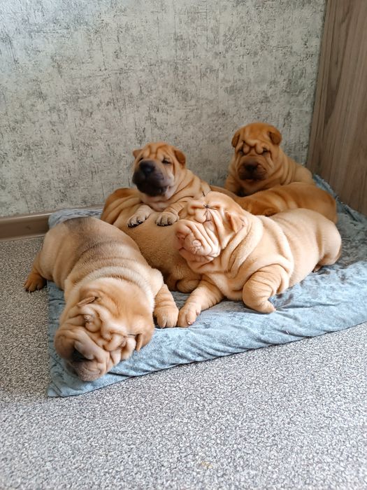 Щенки шарпей прожажа