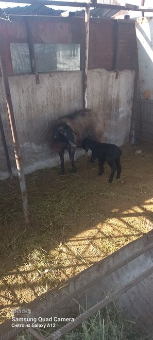 Қой сатылады қозыл