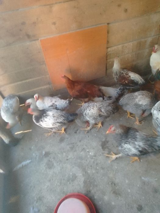 Cocoși de tara de vânzare