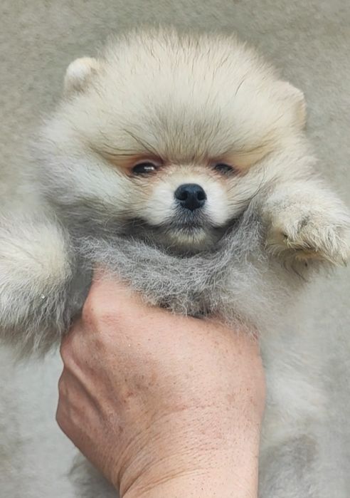 Померани момче и момиче