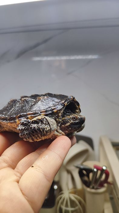 Каймановая черепаха