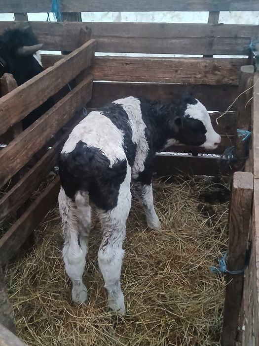 Vand tauraș de carne