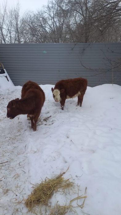 Животные сельхоз животные