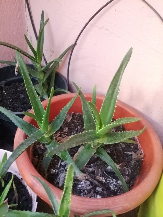 Aloe Vera ghiveci