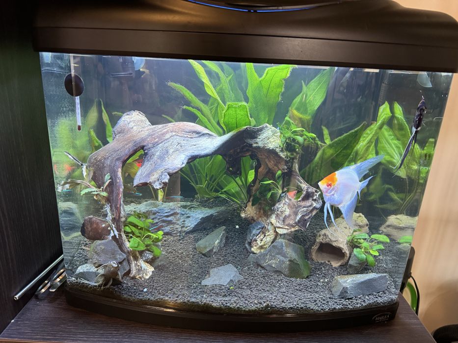 Acvariu 60 litri Hailea!