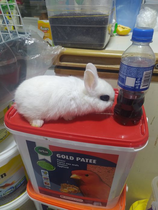 Кролик мини декоратиний