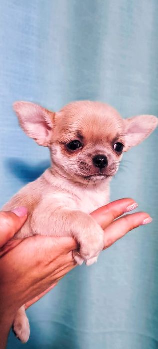 Щенки чихуахуа мини и стандарт