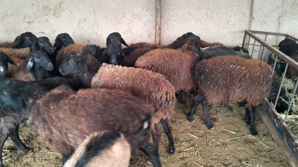 Қошқарлар сатылады