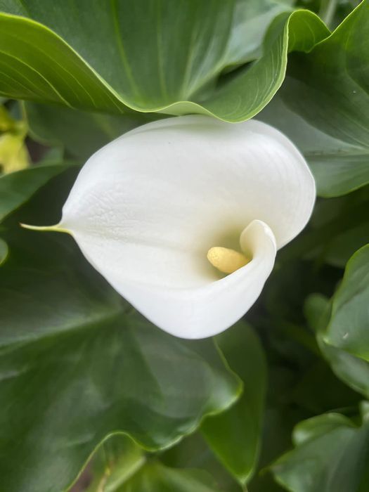 Продам  саженцы цветка каллы