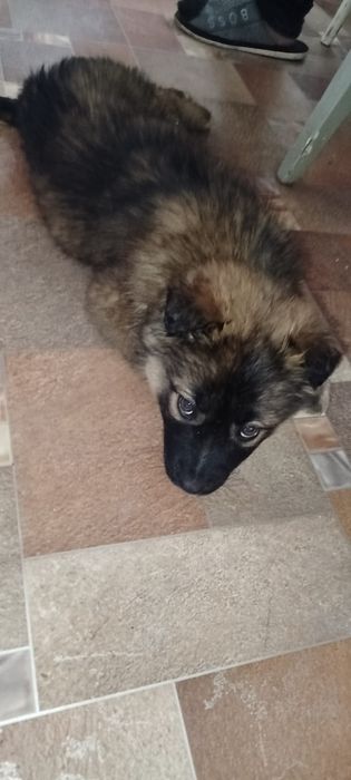 Щенка в добрые руки