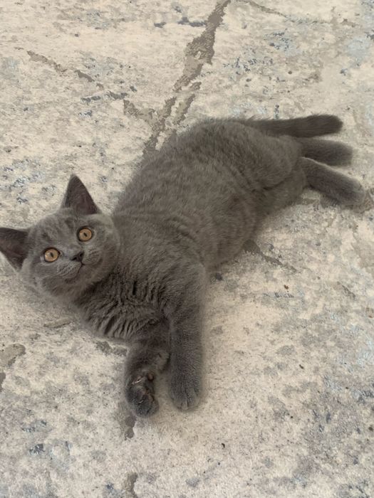 Продается котенок скоттиш страйт