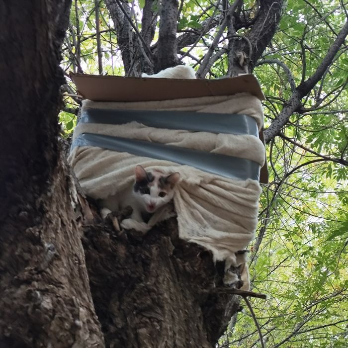 Отдам в добрые руки котенка
