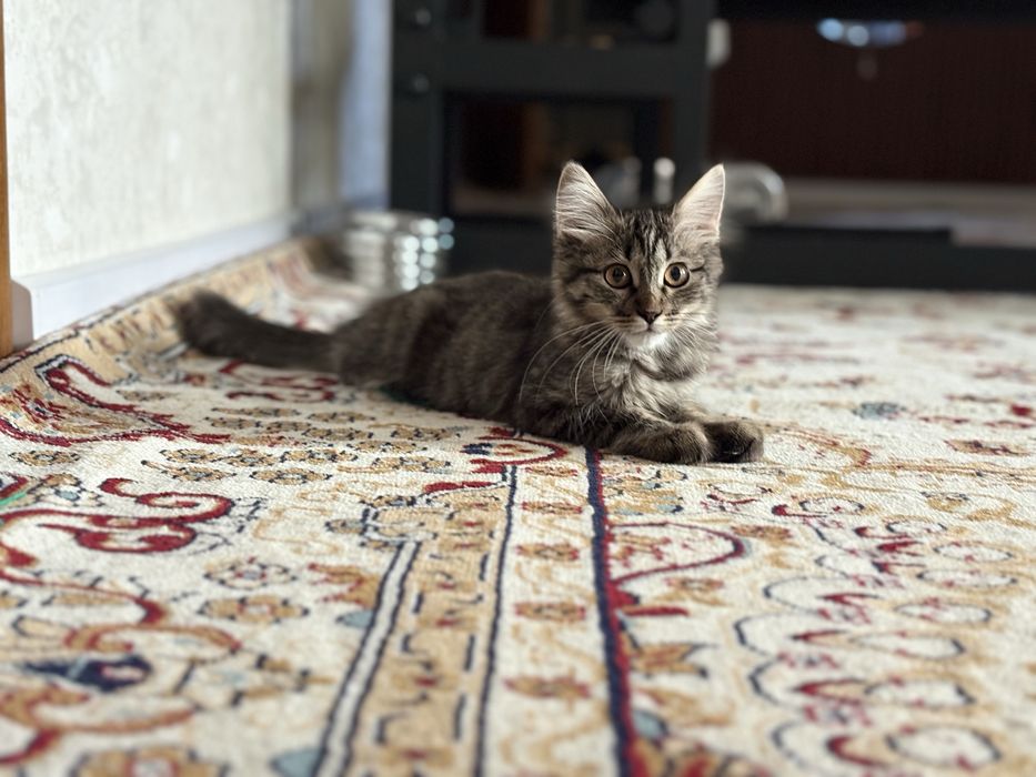 Котенок отдам даром