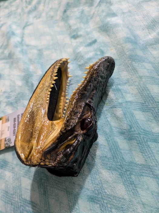 Cap de aligator trofeu